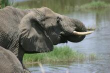 Elefanten in der Serengeti